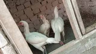 White Hira Aseel madiya both achi nasal ki ha 3 madiya ha