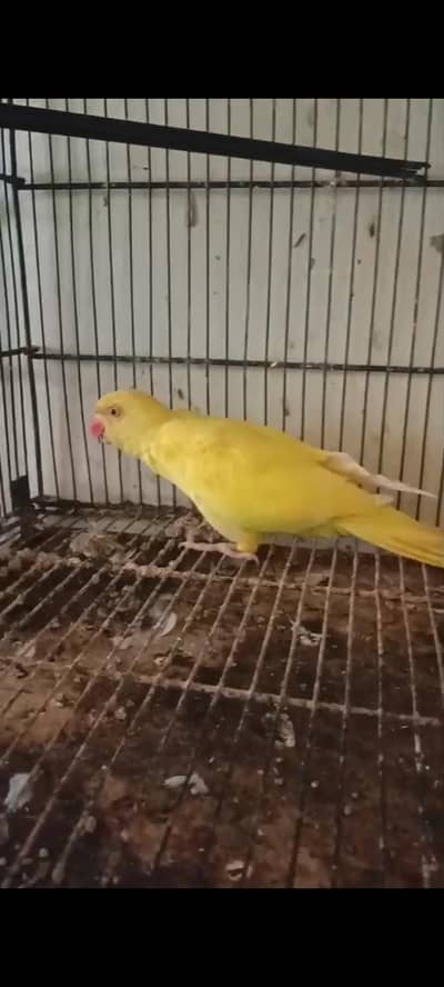 yellow talking female