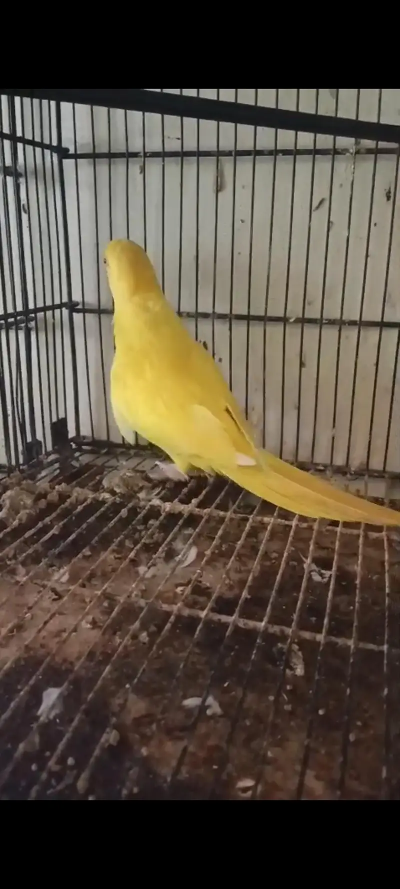 yellow talking female — photo 2