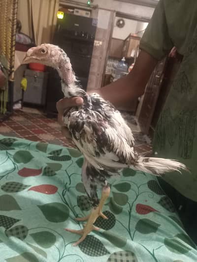 aseel chuza for sale