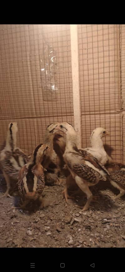 Bangkok X BURMI chicks