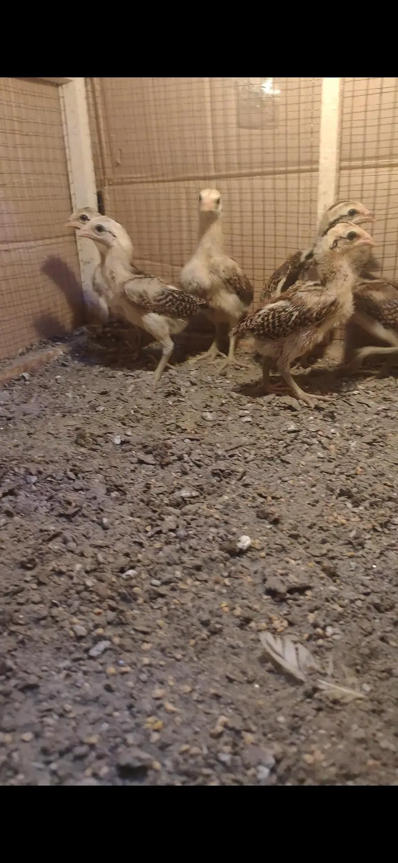 Bangkok X BURMI chicks — photo 2