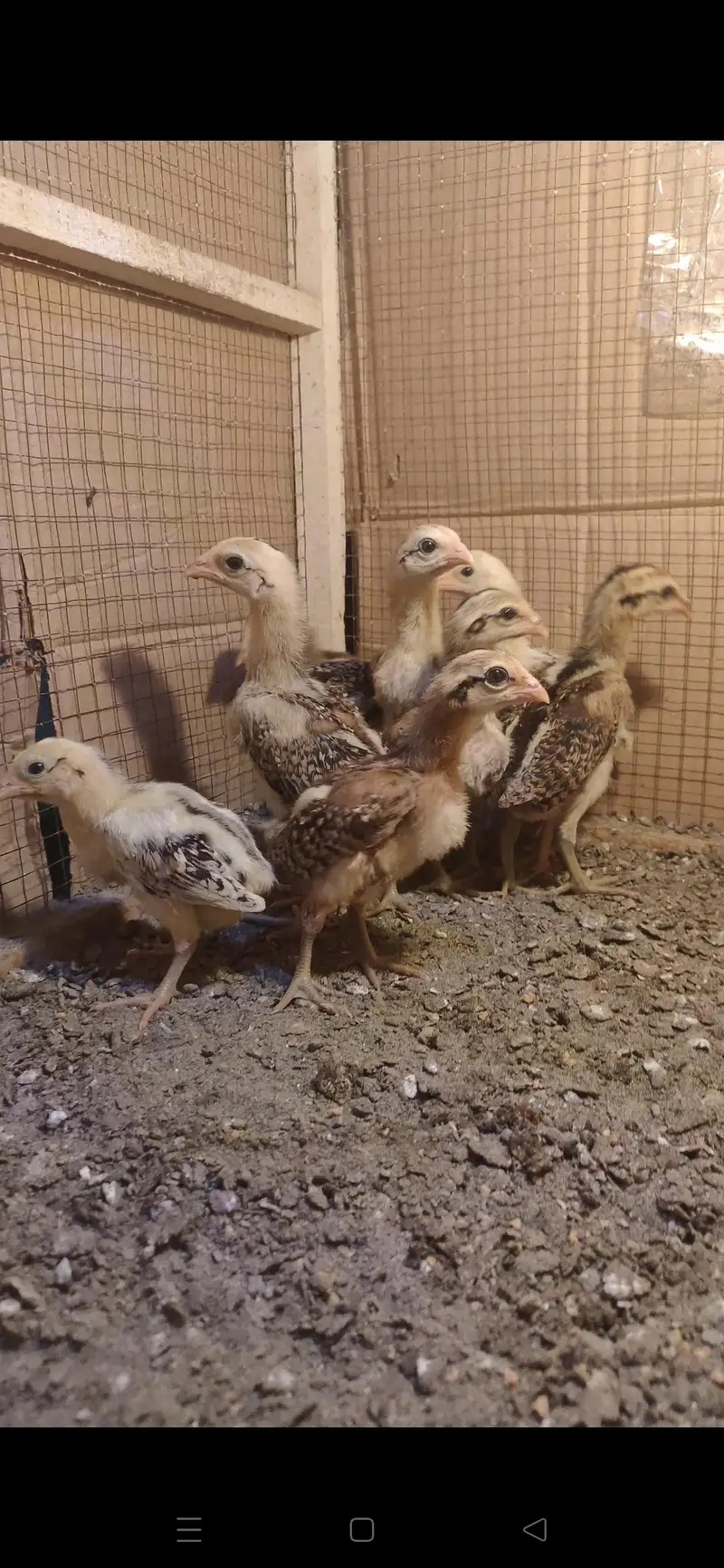Bangkok X BURMI chicks — photo 3