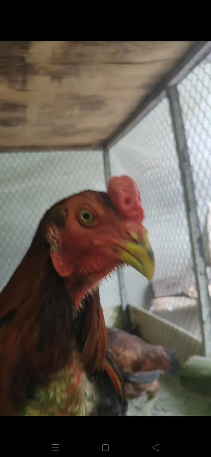 Bangkok X BURMI chicks — photo 4