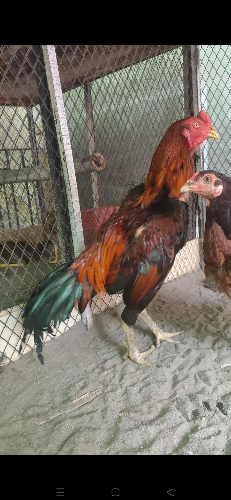 Bangkok X BURMI chicks — photo 5