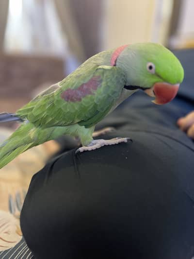Kashmiri Pahari Parrot