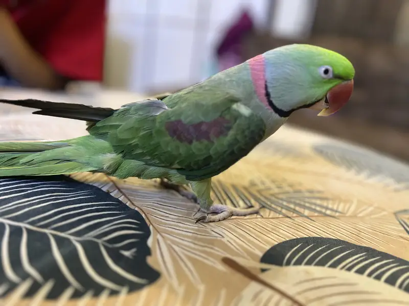 Kashmiri Pahari Parrot — photo 2