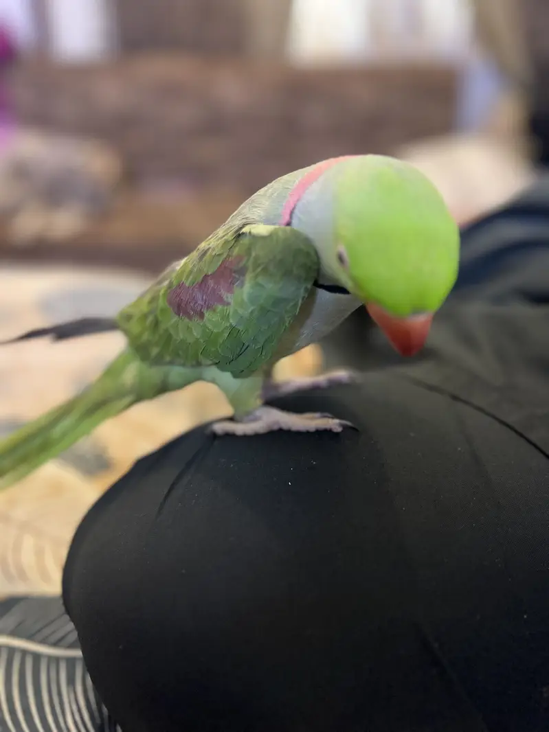 Kashmiri Pahari Parrot — photo 3