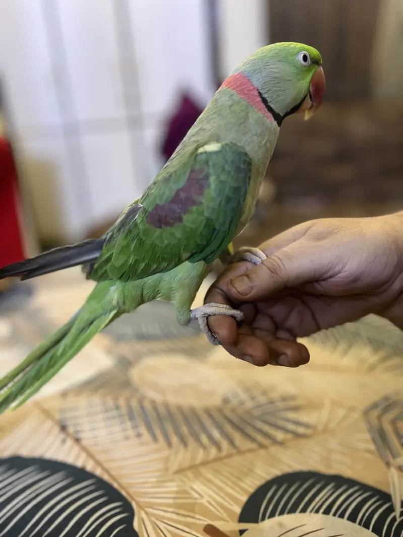 Kashmiri Pahari Parrot — photo 4