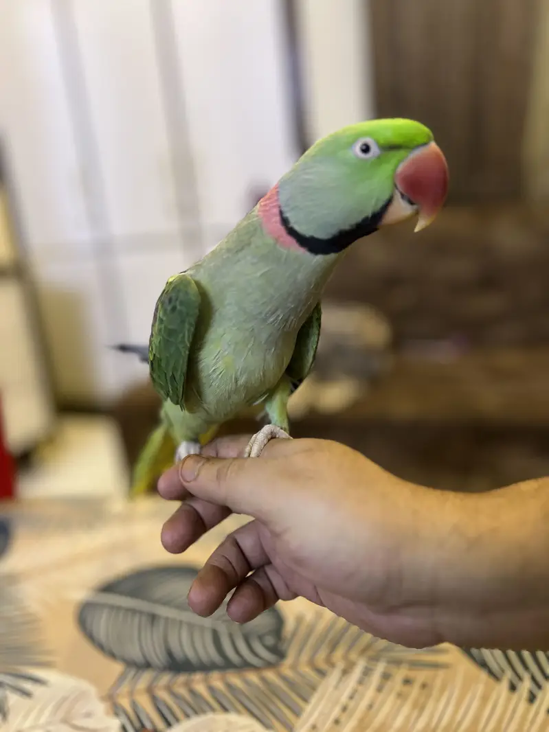 Kashmiri Pahari Parrot — photo 5