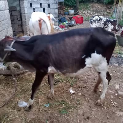 Beautiful Friesian Bachri for Sale - 1.5 Years Old