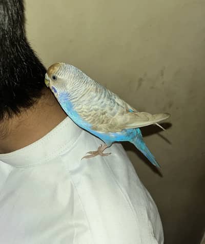 Budgie (bajri) Hand tamed