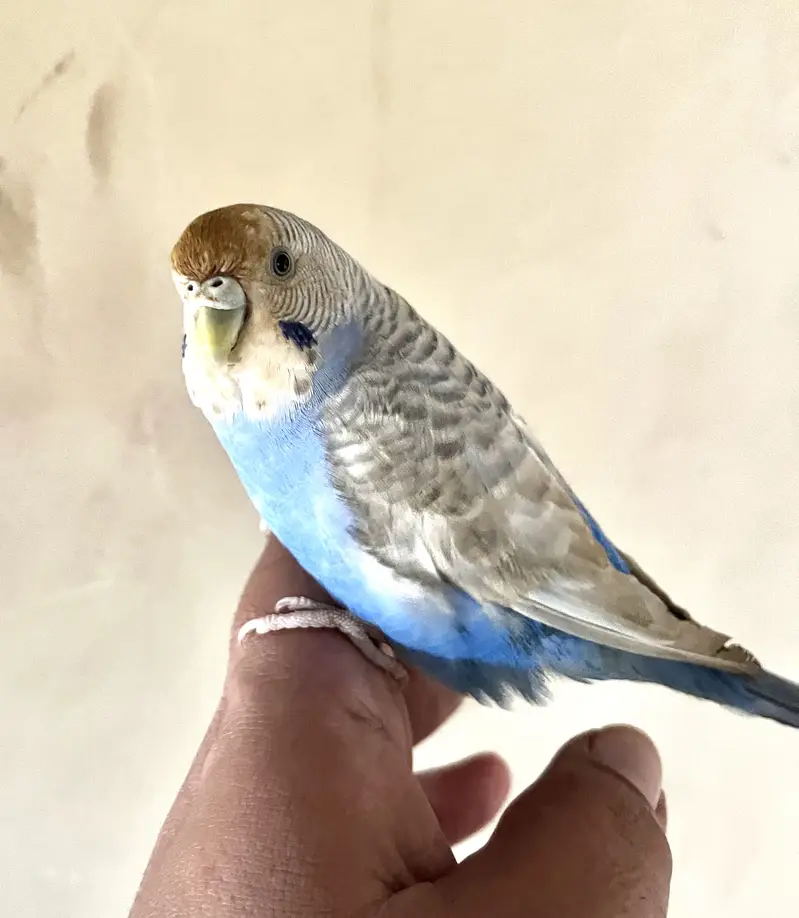 Budgie (bajri) Hand tamed — photo 2