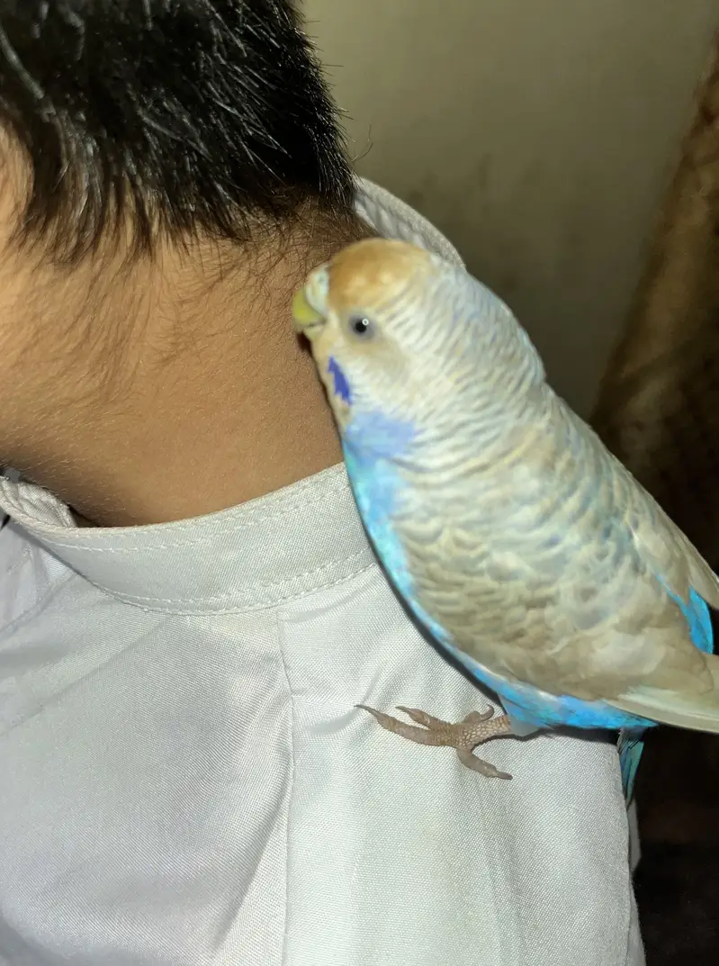 Budgie (bajri) Hand tamed — photo 3