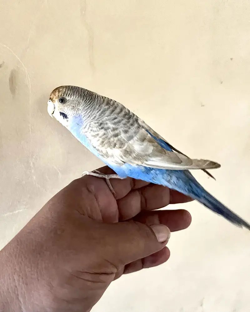 Budgie (bajri) Hand tamed — photo 4