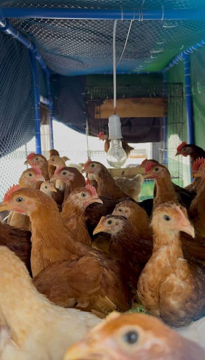 Pure golden chickens