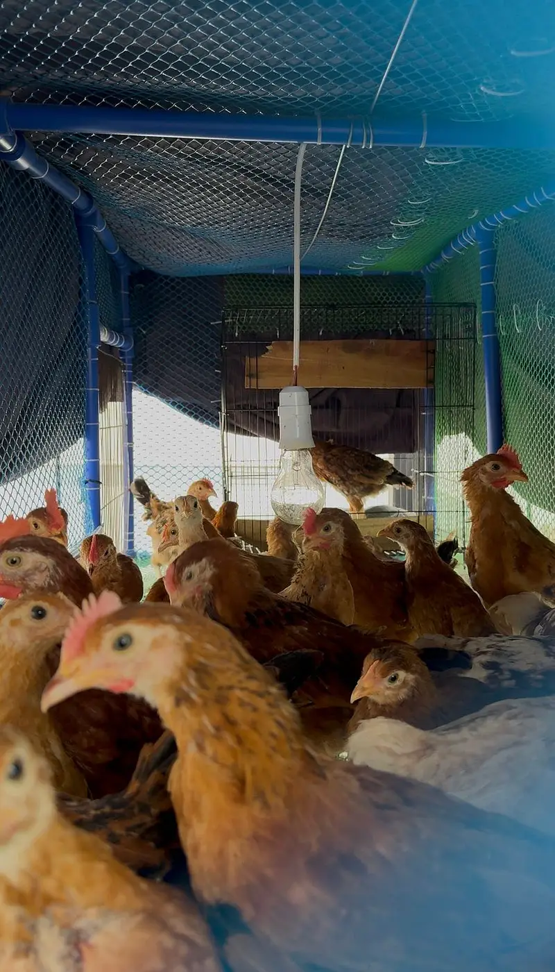 Pure golden chickens — photo 2