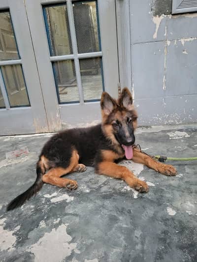 German shepherd