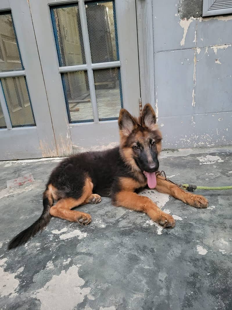 German shepherd 0