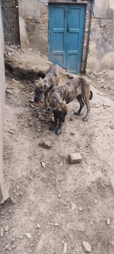 3 Afghan kuchi puppies for dog lovers