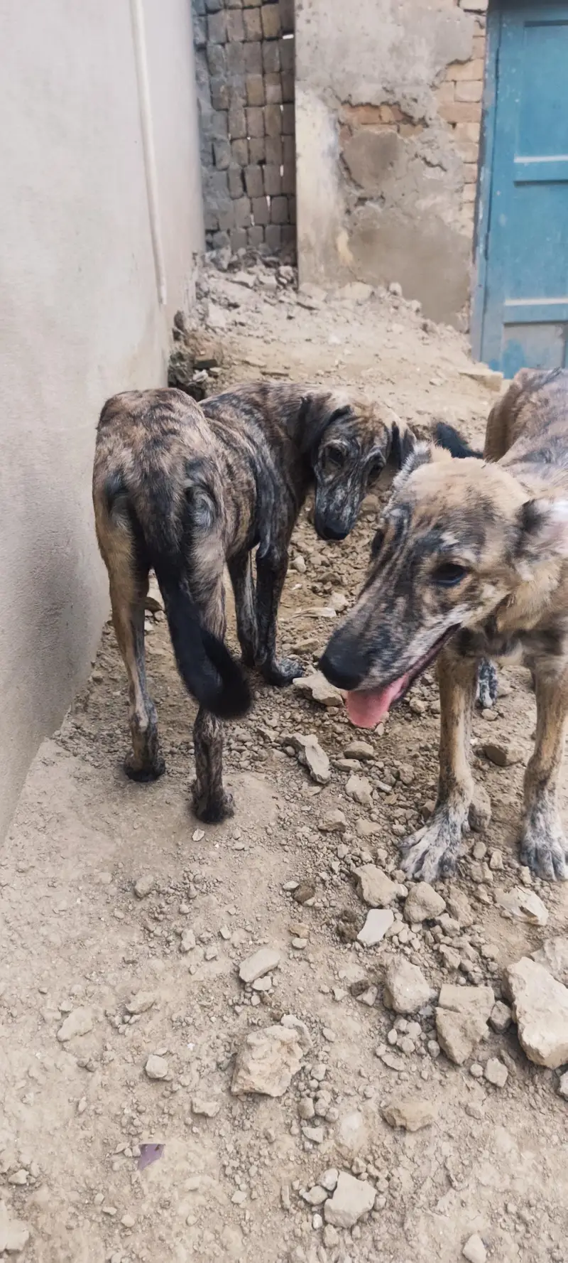 3 Afghan kuchi puppies for dog lovers — photo 2