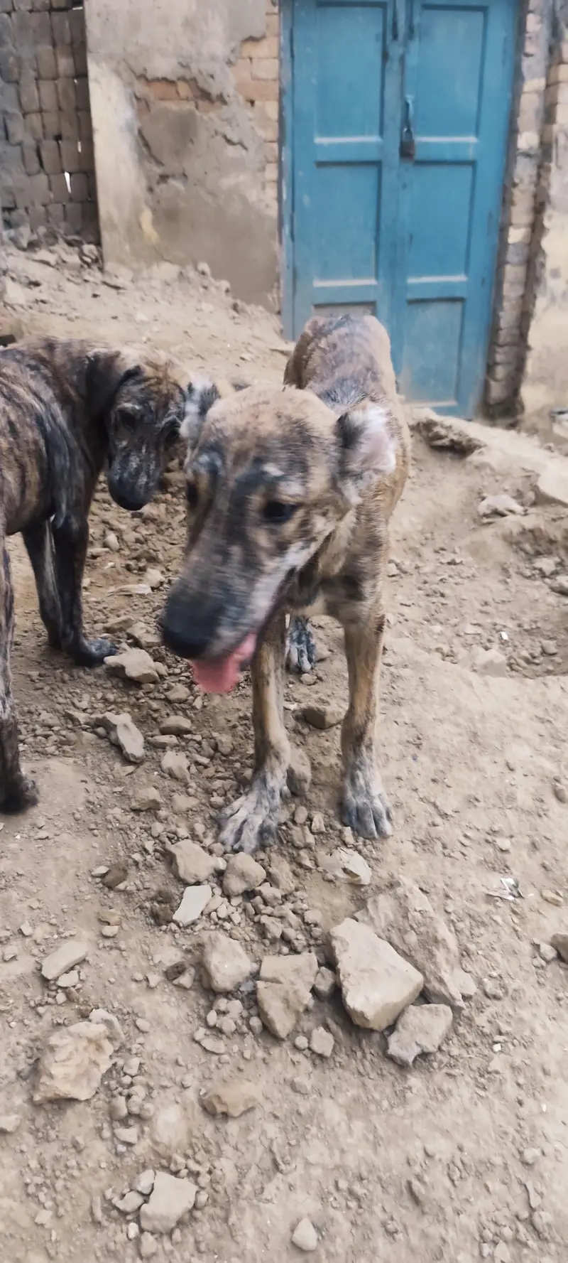 3 Afghan kuchi puppies for dog lovers — photo 3