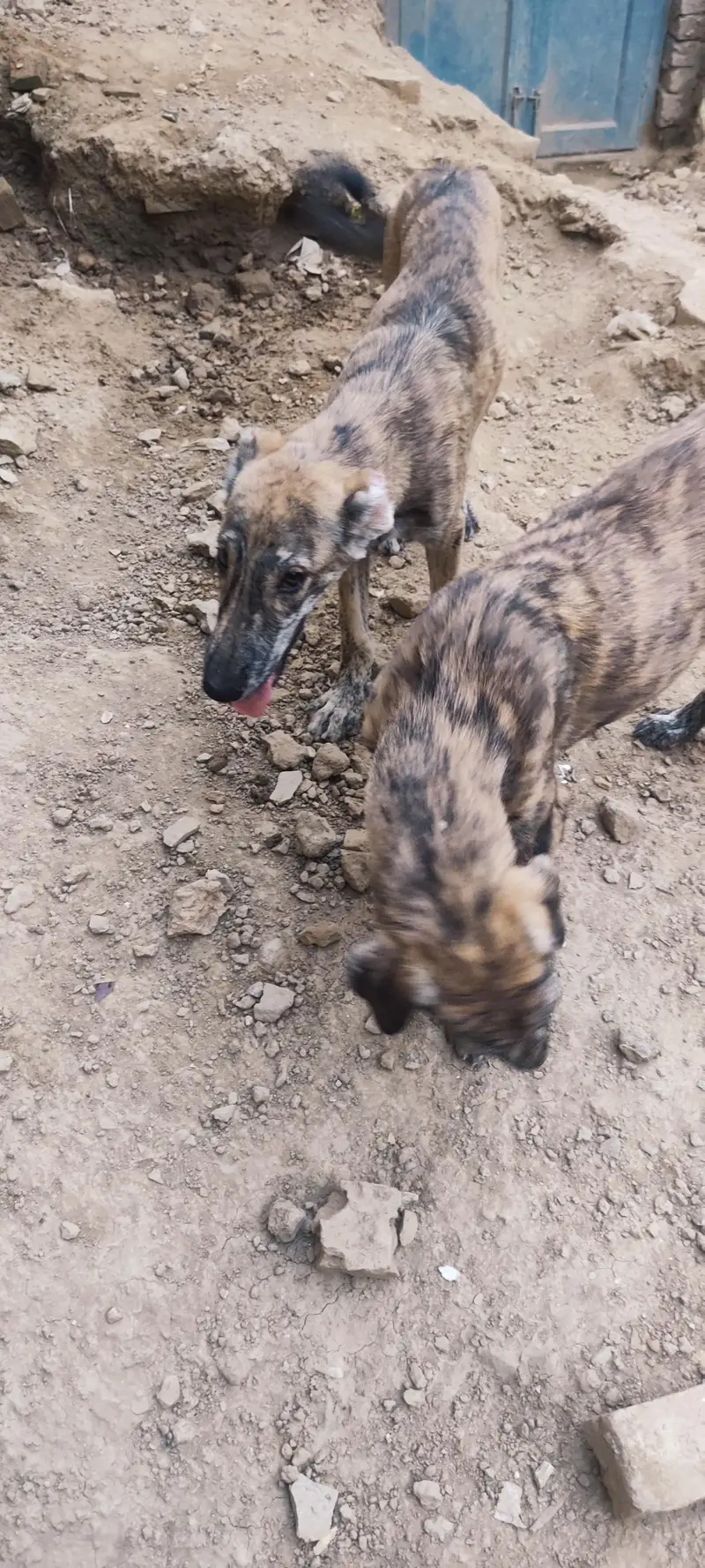 3 Afghan kuchi puppies for dog lovers — photo 4