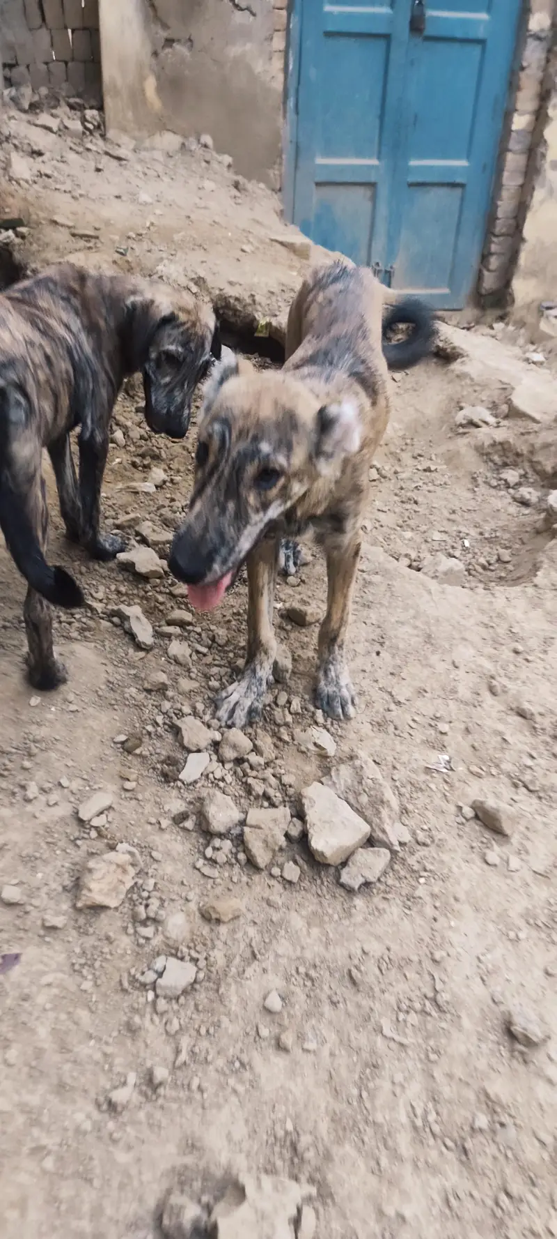3 Afghan kuchi puppies for dog lovers — photo 5