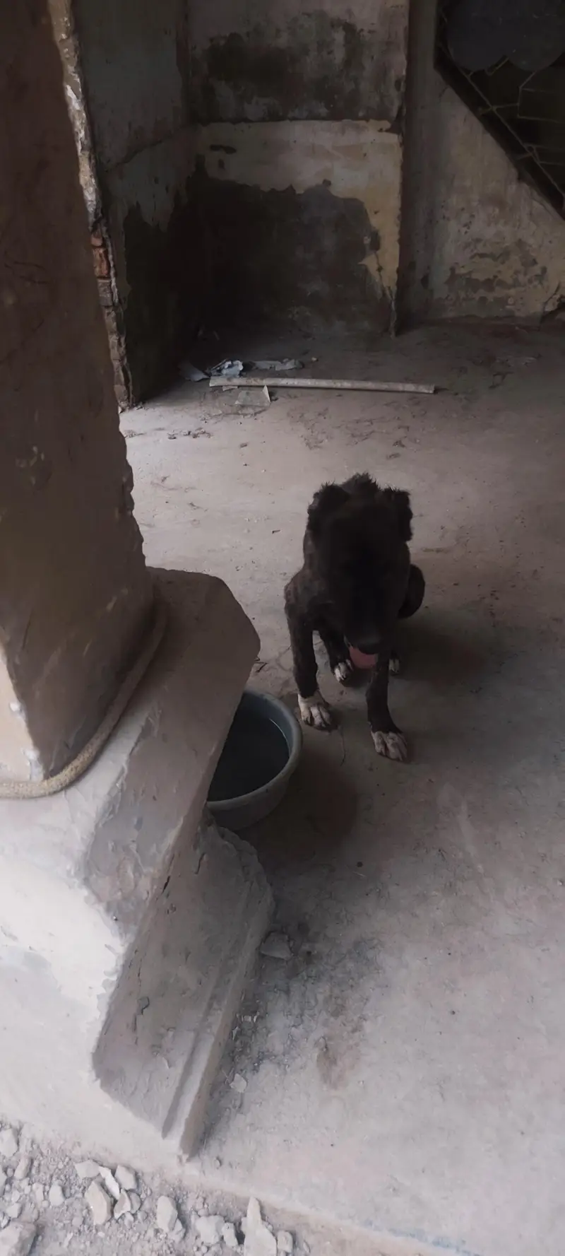 3 Afghan kuchi puppies for dog lovers — photo 6