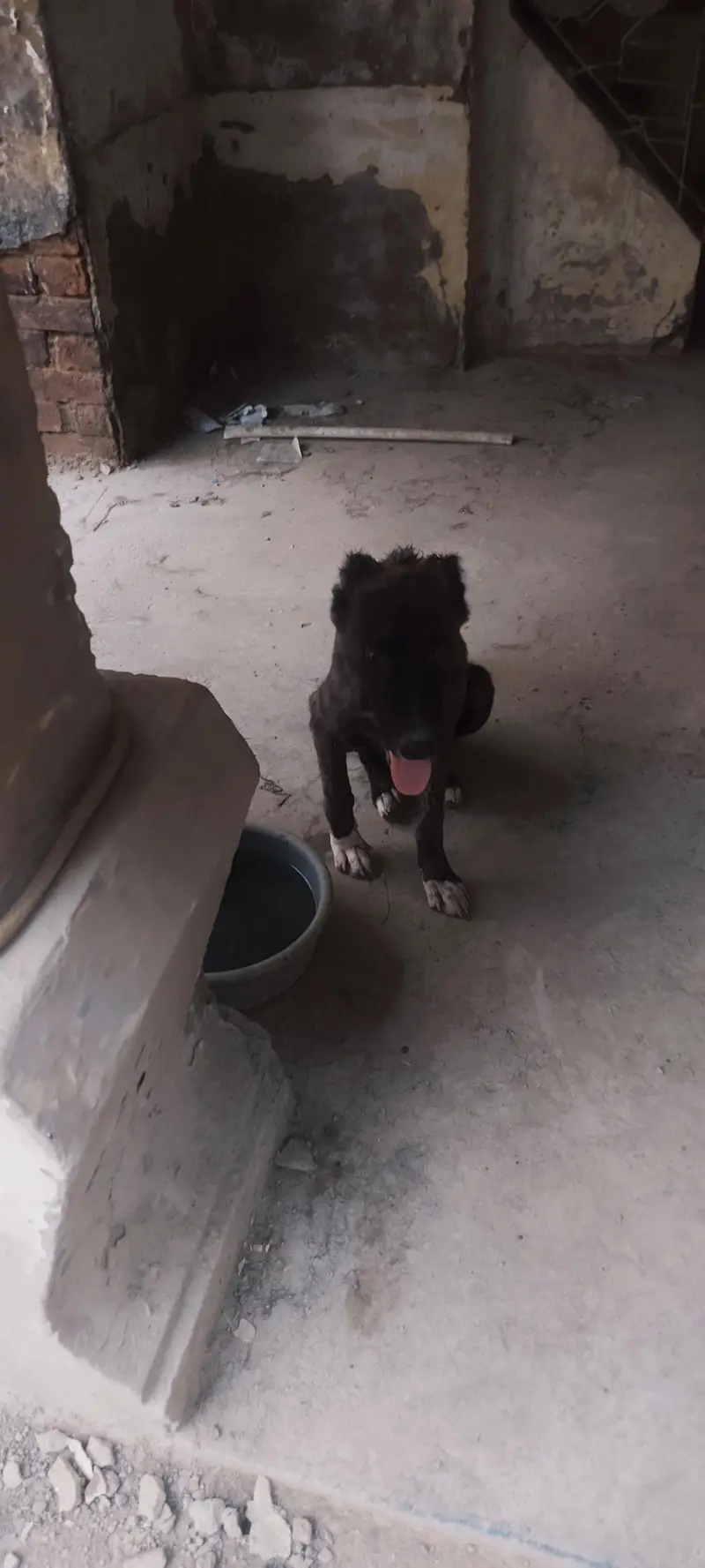 3 Afghan kuchi puppies for dog lovers — photo 7