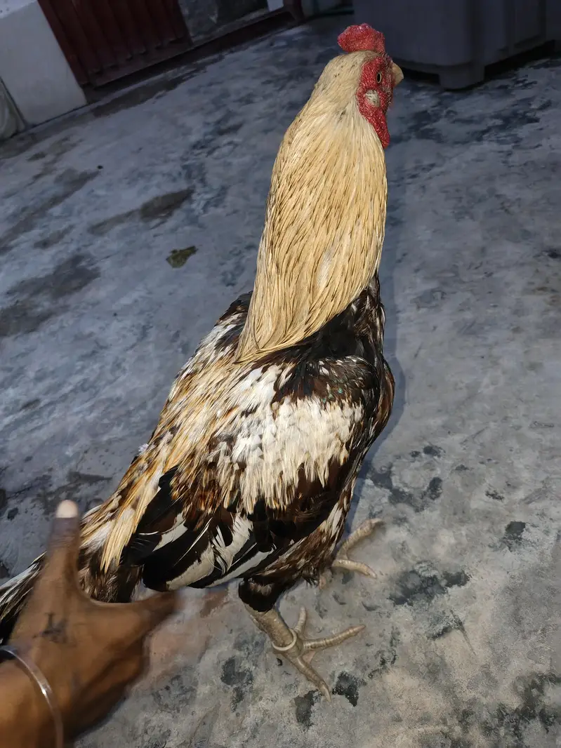 hen aapk smny — photo 2