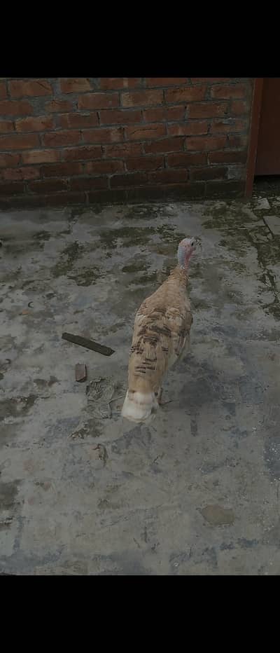 turkey female urgently sale
