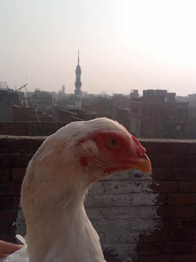 female shamo aseel denesor neck
