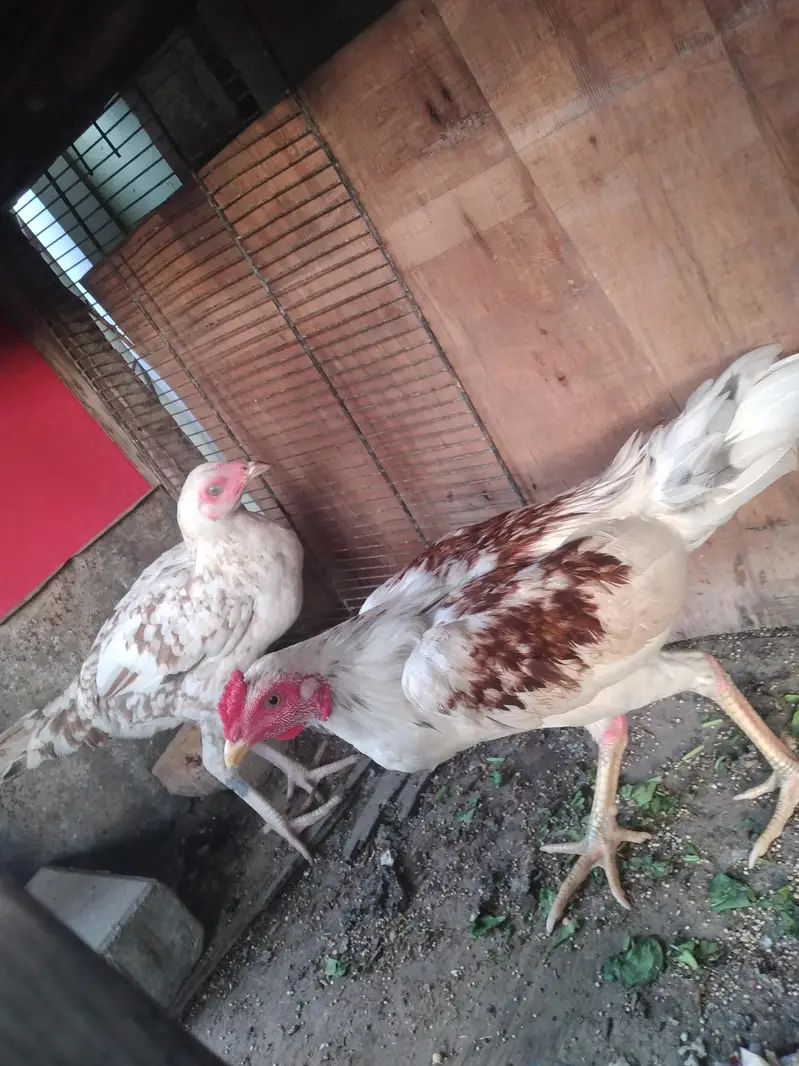 aseel pair murga murgi — photo 3