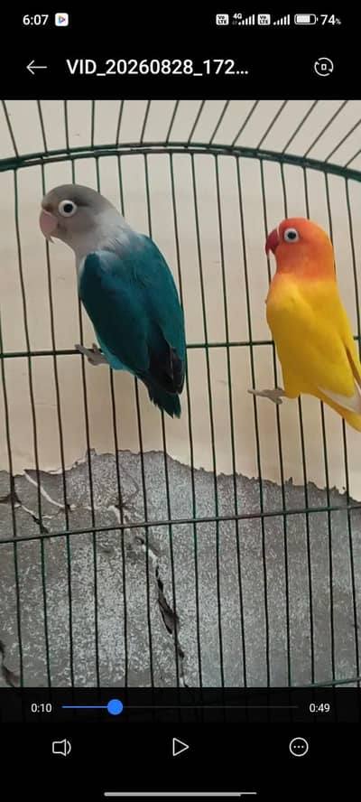 love birds for sale
