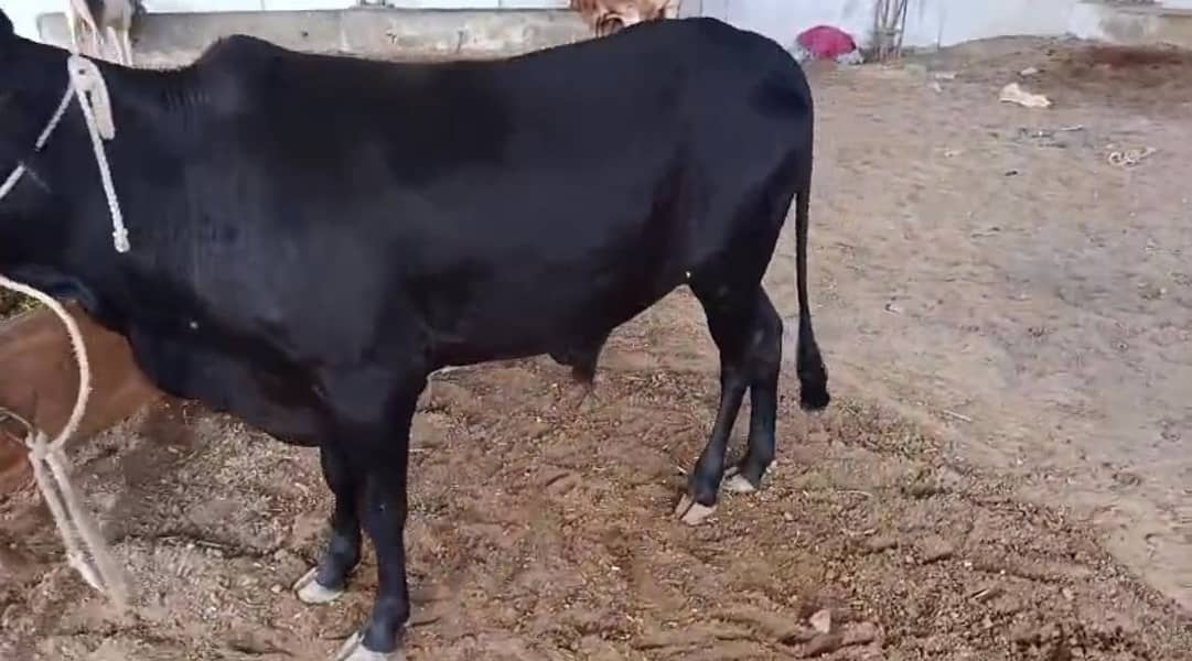 Full Active Bachra 1
