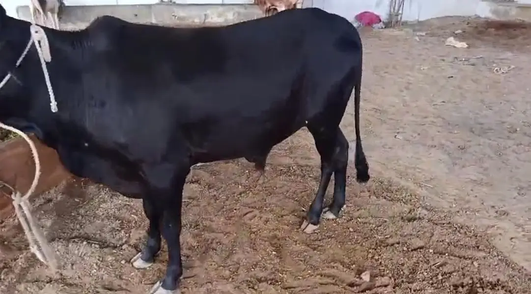 Full Active Bachra — photo 2