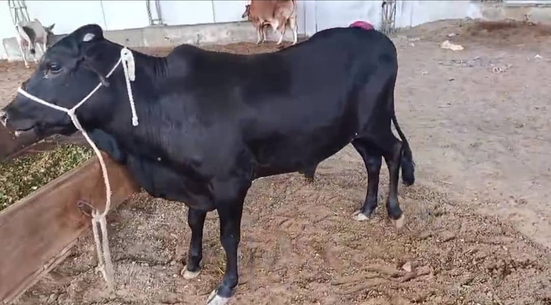 Full Active Bachra 2
