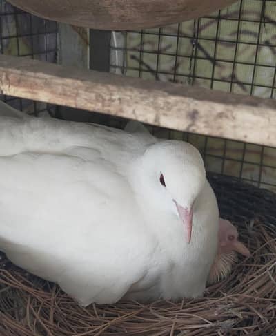 Pure White Dove(khumry)For Sale