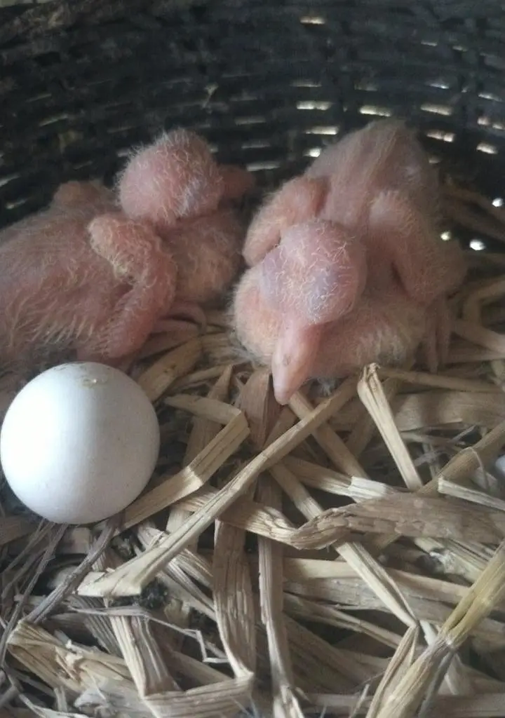 Pure White Dove(khumry)For Sale — photo 2