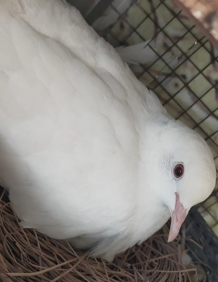 Pure White Dove(khumry)For Sale — photo 3