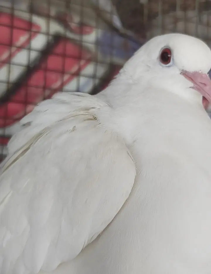 Pure White Dove(khumry)For Sale — photo 4