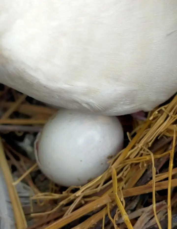 Pure White Dove(khumry)For Sale — photo 5
