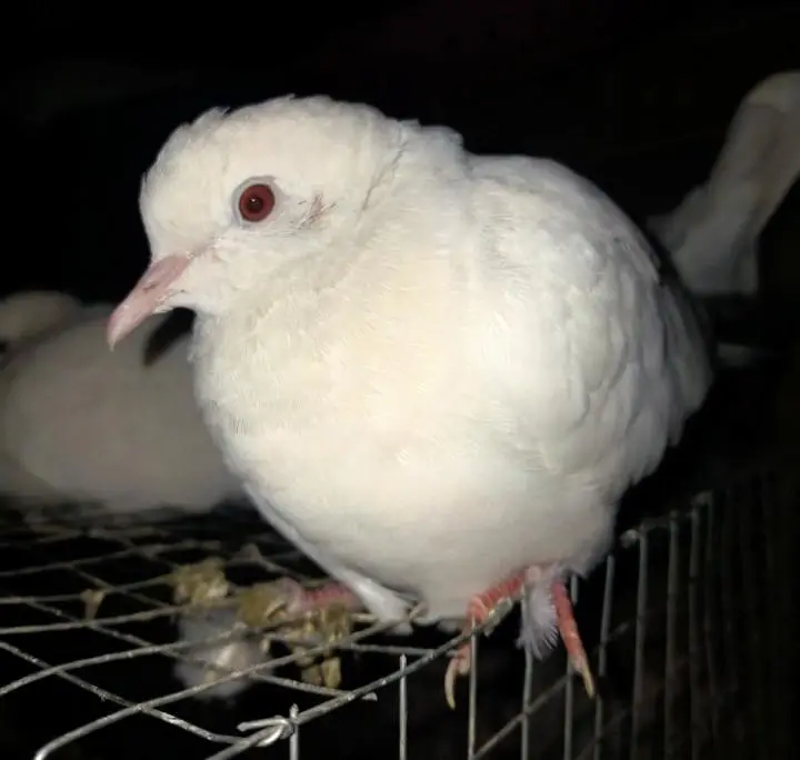 Pure White Dove(khumry)For Sale — photo 6
