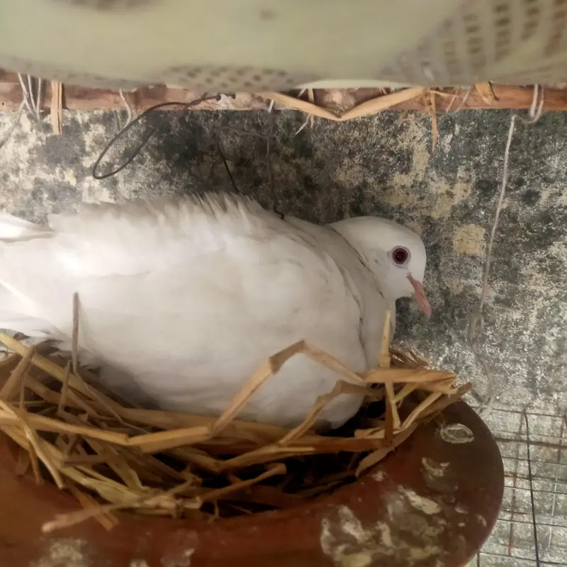 Pure White Dove(khumry)For Sale — photo 7