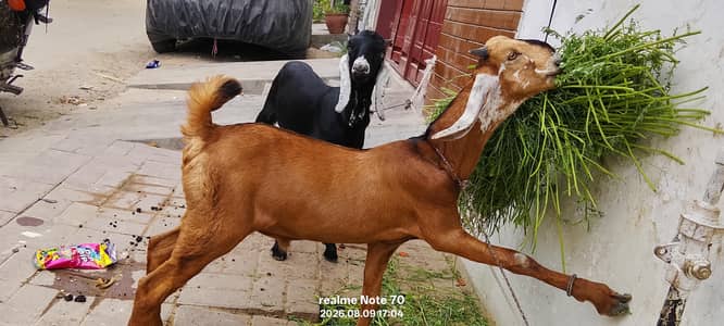 totapuri aur rajanpuri