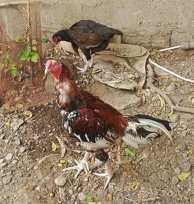 Aseel parir , Astrolope Male, buff pair