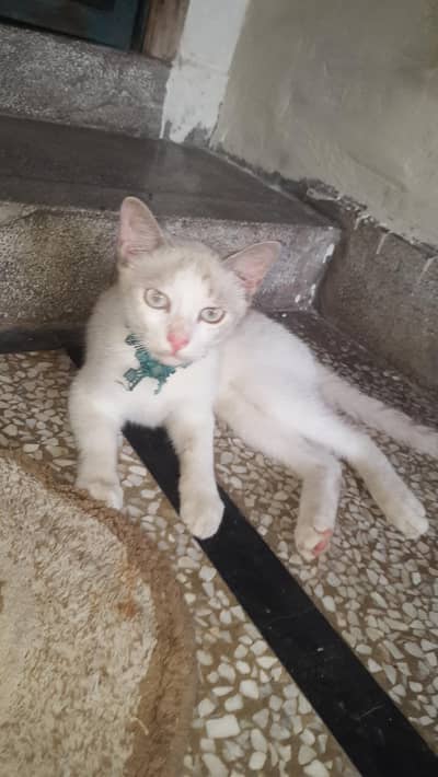 Tom full train Russian kitten