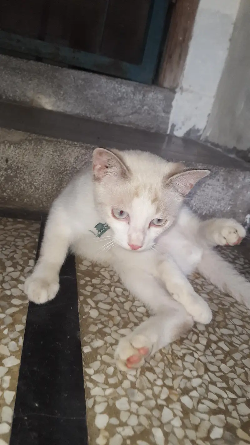 Tom full train Russian kitten — photo 2