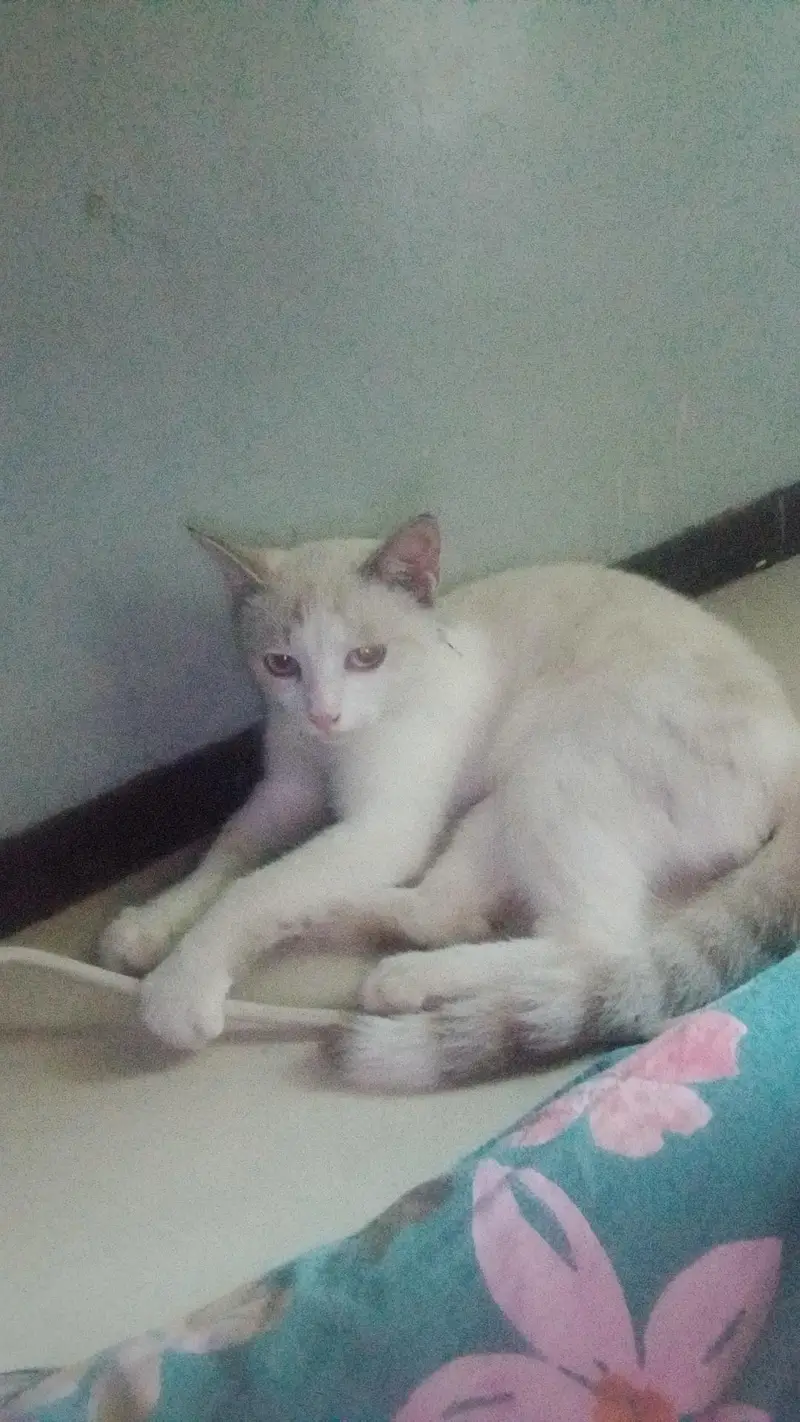 Tom full train Russian kitten — photo 3